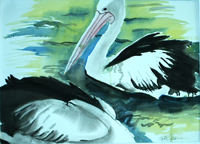 Pelicans"